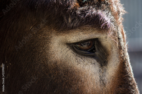 Meeting the Mule Eye to Eye