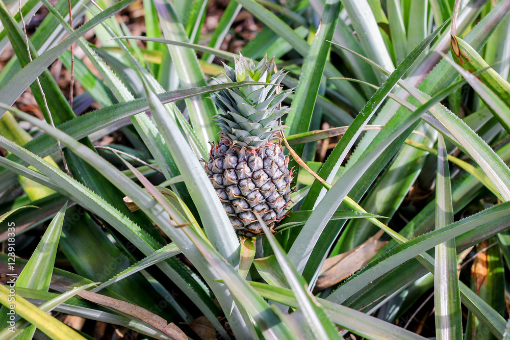 pineapple plant pineapple plant