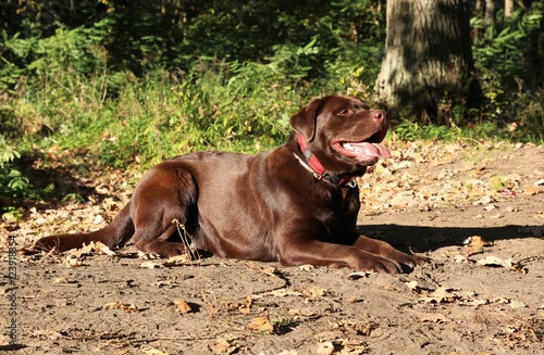 Portrait of funny chocolate Labrador Retriever dog looking up against of park. The anticipation of a beautiful dog looking up. Autumn