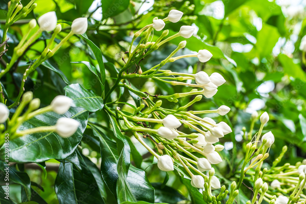 flower buds of Gerdenia Cape Jasmine in garden flower buds of Gerdenia Cape Jasmine in garden