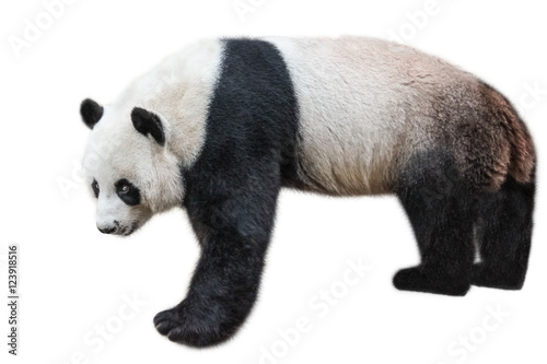 The Giant Panda, Ailuropoda melanoleuca, also known as panda bear, is a bear native to south central China. Panda standing, side view, isolated on white background, often used as an symbol of China. photo