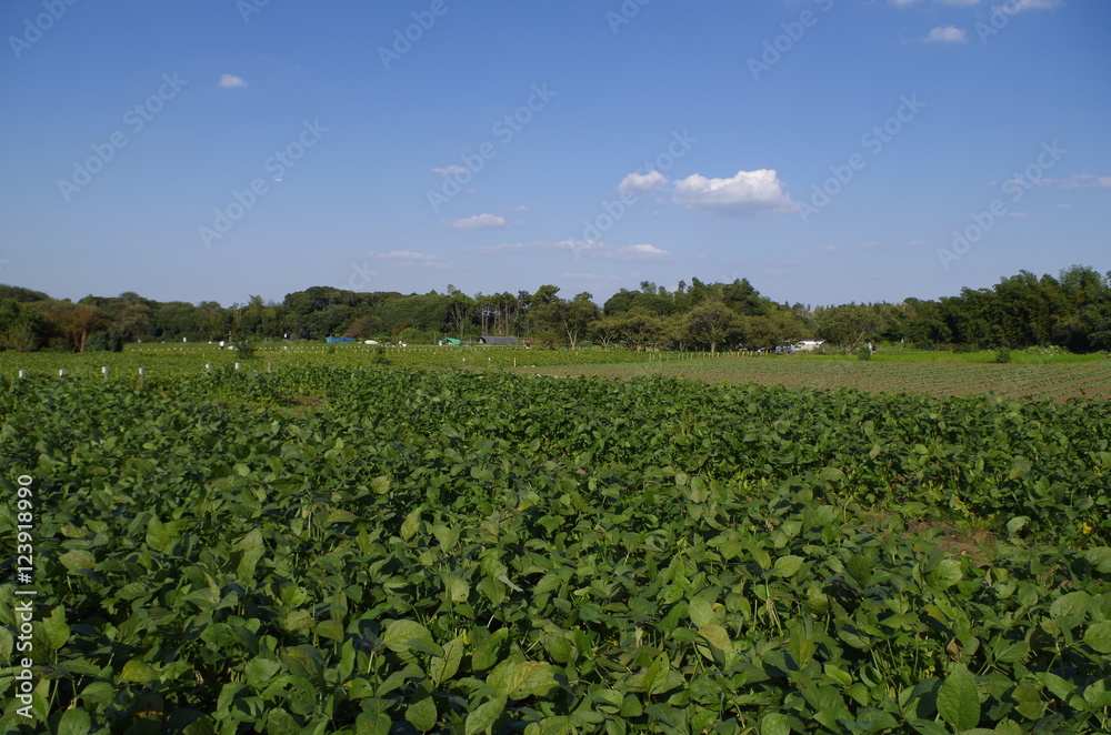 枝豆畑と空 枝豆畑と空
