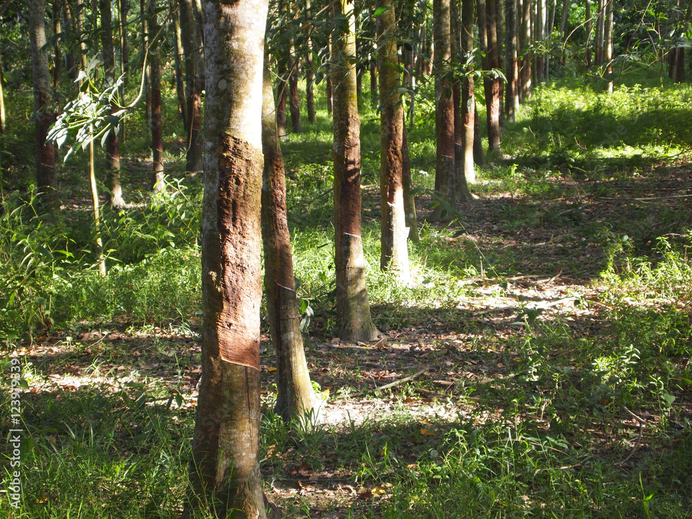 MALACCA, MALAYSIA OCTOBER 15, 2016 Rubber tree plantation in Malacca