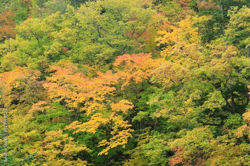 日本の秋　紅葉