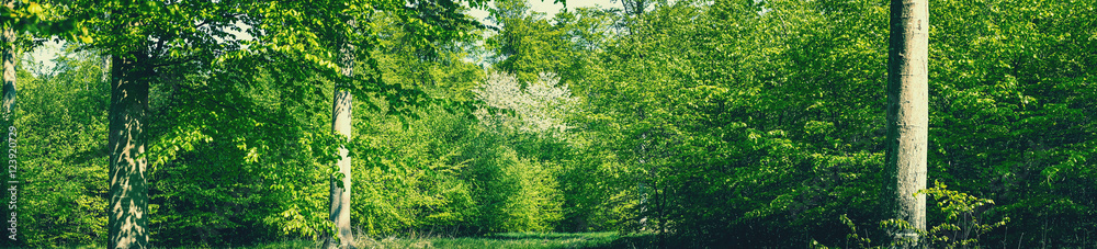 Panorama forest scenery in green colors