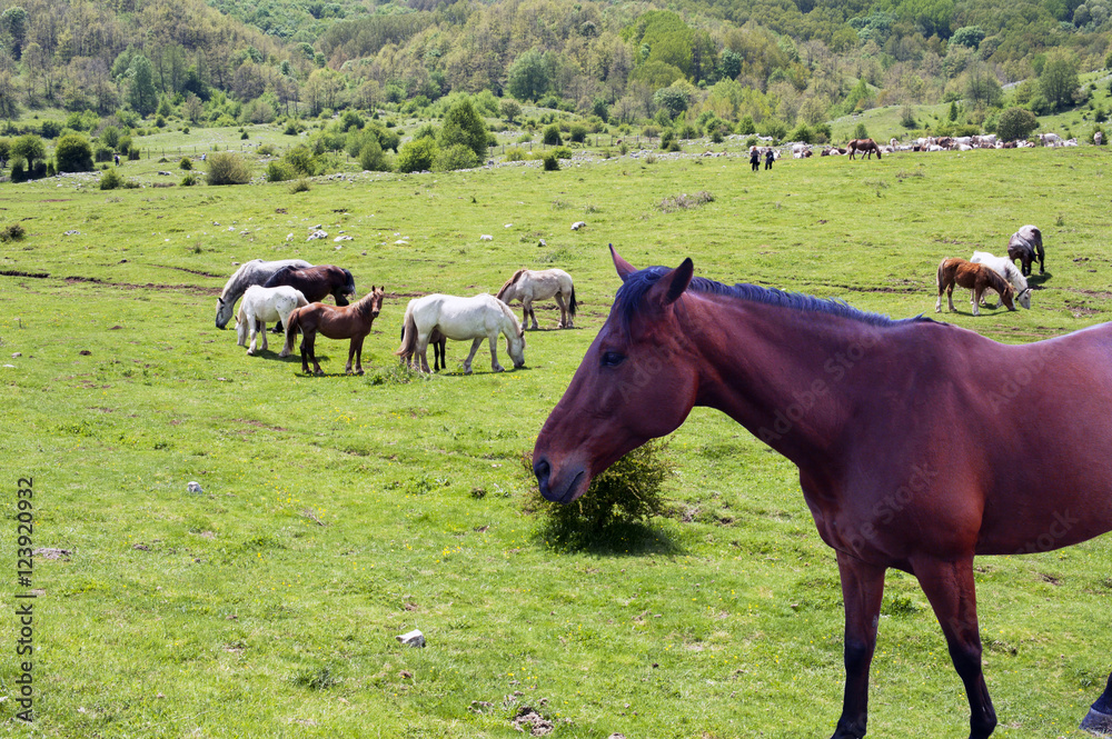 Horses grazing