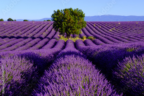 Fototapeta Naklejka Na Ścianę i Meble -  Lavender field at plateau Valensole, Provence, France