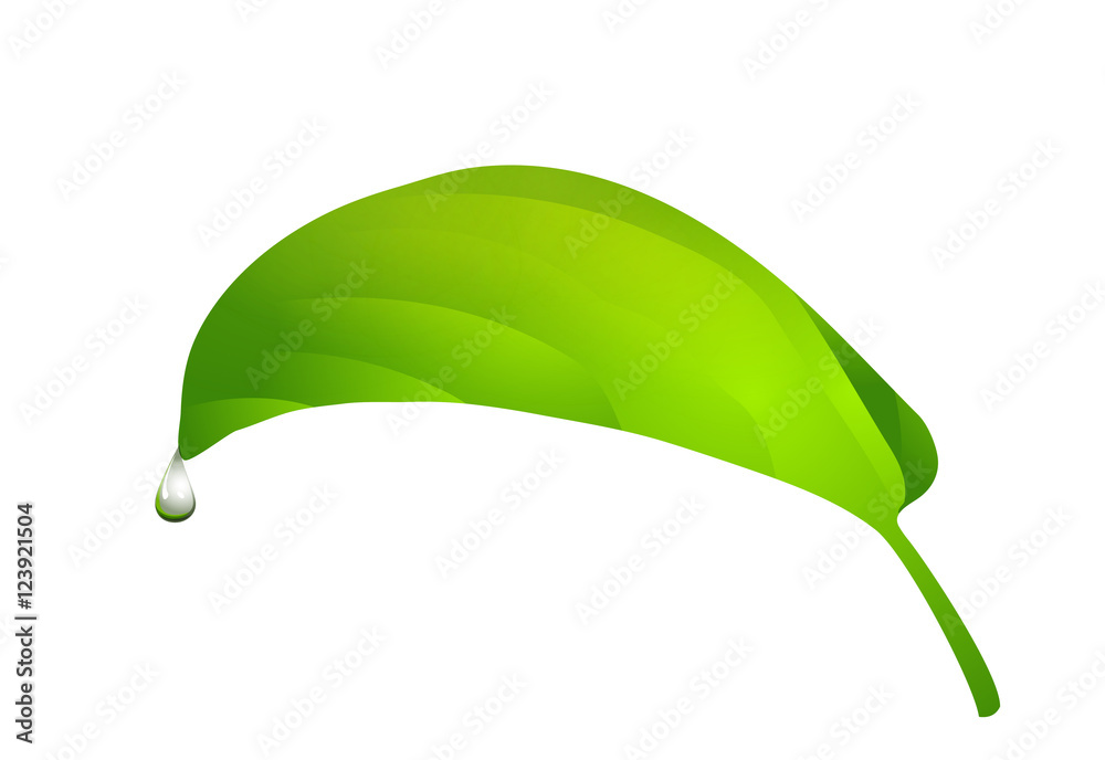 Vector simple green leaf with water drop design element Stock Vector ...