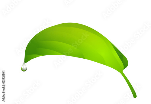 Vector simple green leaf with water drop design element