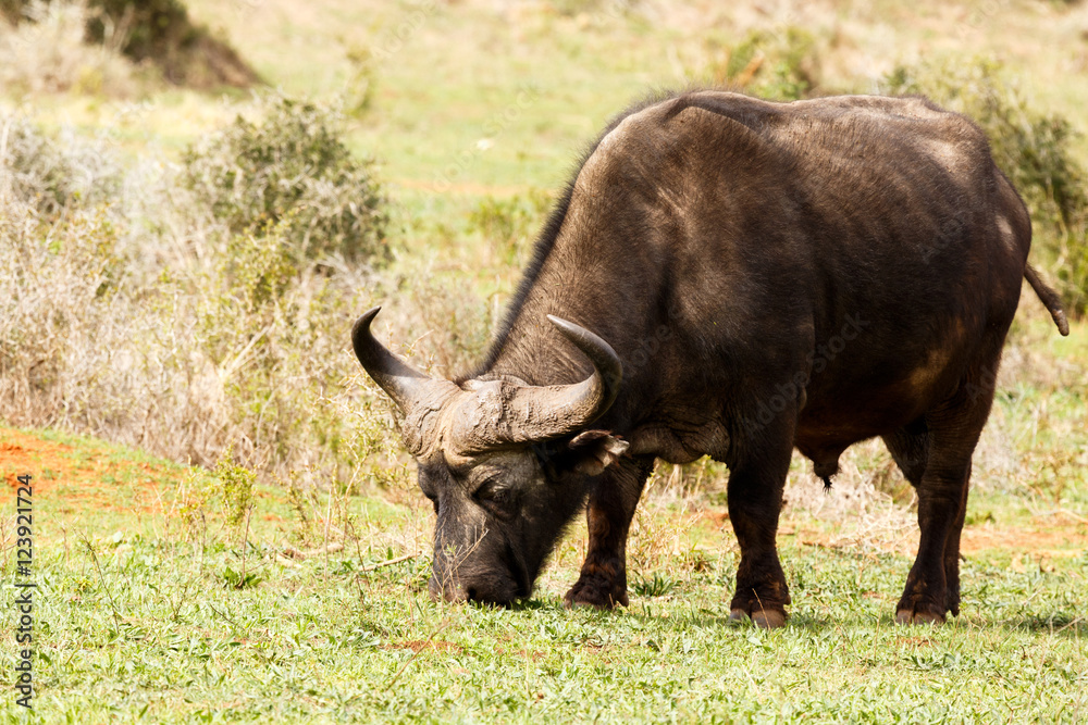 African Buffalo peacefully eating his grass African Buffalo peacefully eating his grass