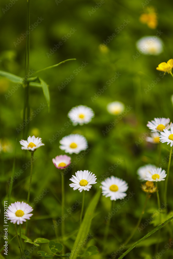 Summer floral background. Out of focus blurred chamomiles Summer floral background. Out of focus blurred chamomiles