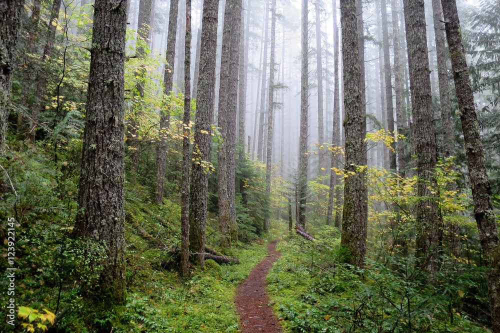 Fototapeta premium Pacific Northwest Forest Trail