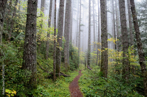 Pacific Northwest Forest Trail