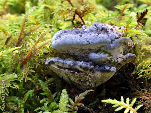 Blue Tooth Fungus - Hydnellum caeruleum photo