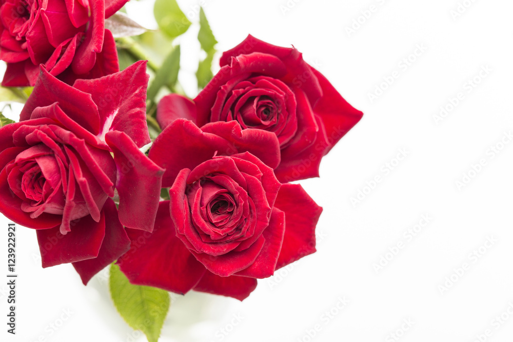 Red roses on a white background