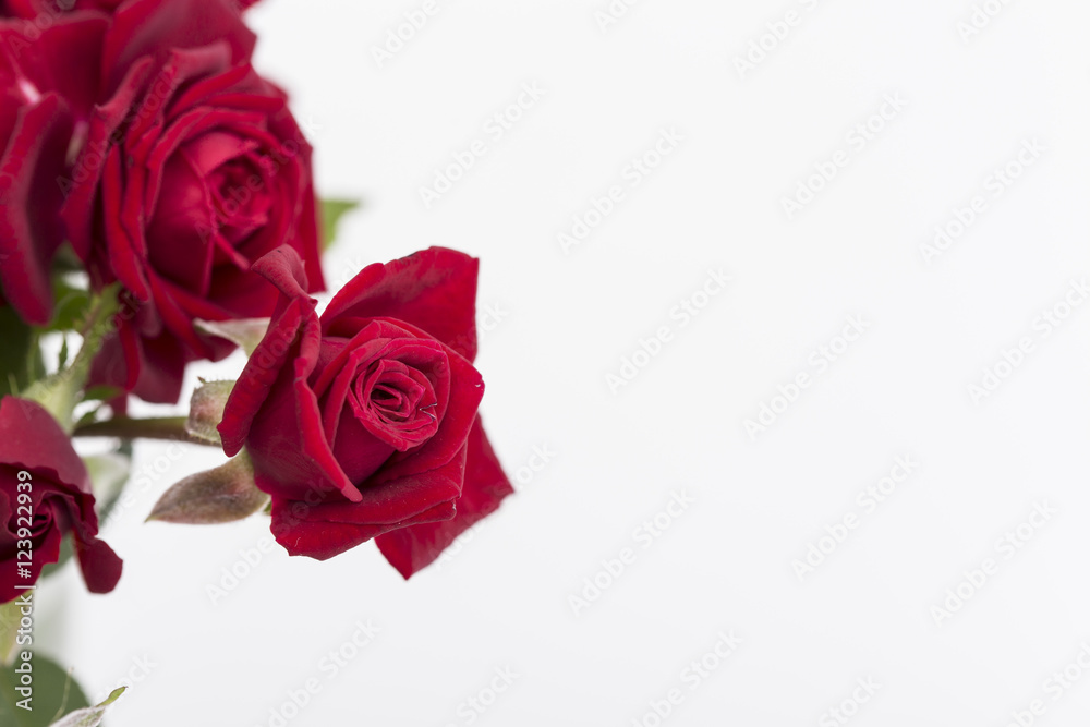 Red roses on a white background Red roses on a white background