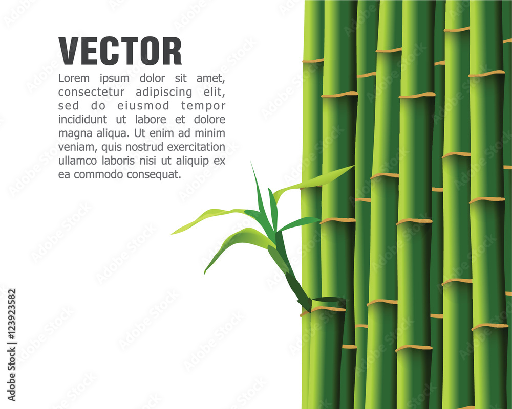 Fototapeta premium Bamboo,vector illustration