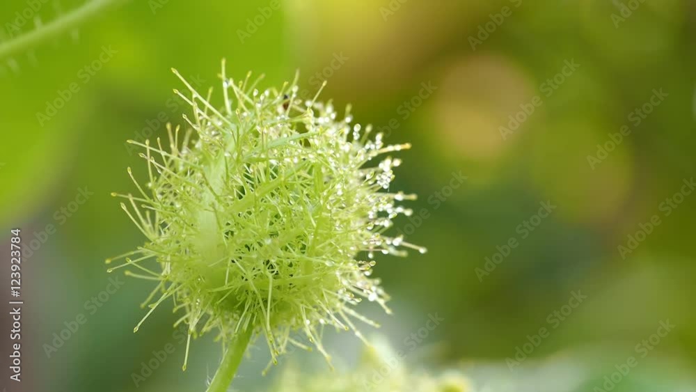 Wind Blows Unwanted Flora Flower Wind Blows Unwanted Flora Flower