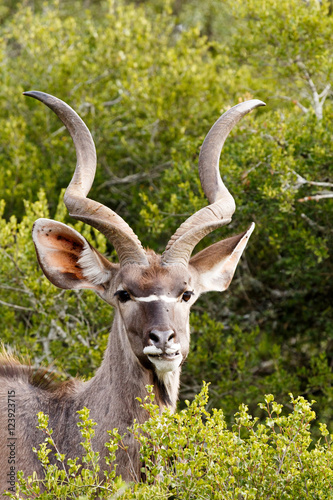 Greater Kudu standing and watching you