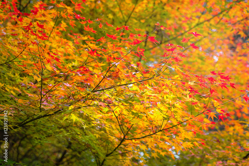 Red maple leaves