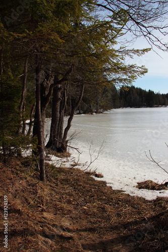 frozen lake in the forest