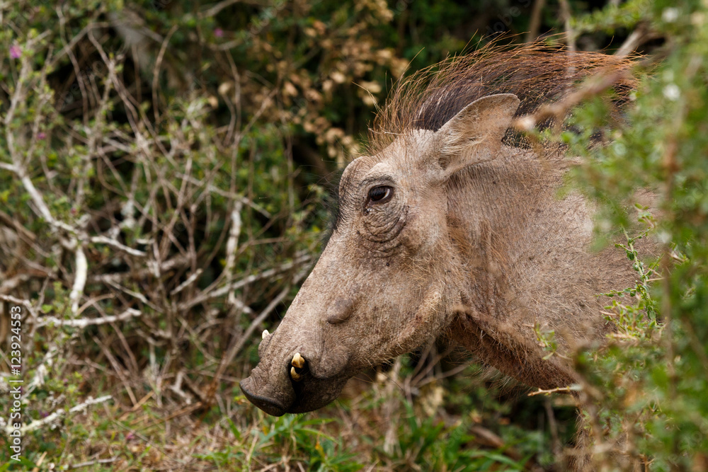 Hairy warthog coming out of the bush