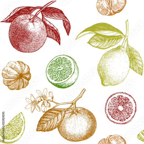 Seamless pattern with citrus fruits. Hand drawn illustration. Vector.