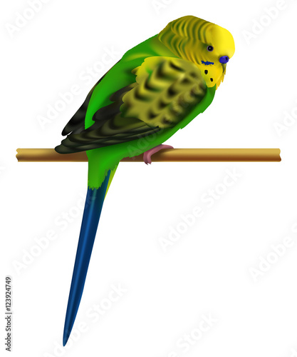 Vector illustration of bright colorful budgerigar. Isolated small exotic bird sits on a branch. Classic detailed drawing of a cute green wavy australian parrot. Melopsittacus undulatus. EPS 10