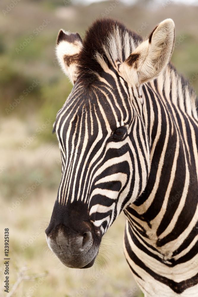 Fototapeta premium Close up of a Burchell's Zebra with mane