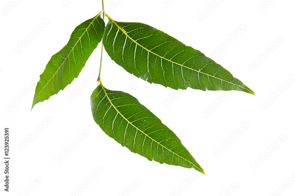 Obraz premium Margosa, nim or neem tree, genus Melia leaf isolated on white ba