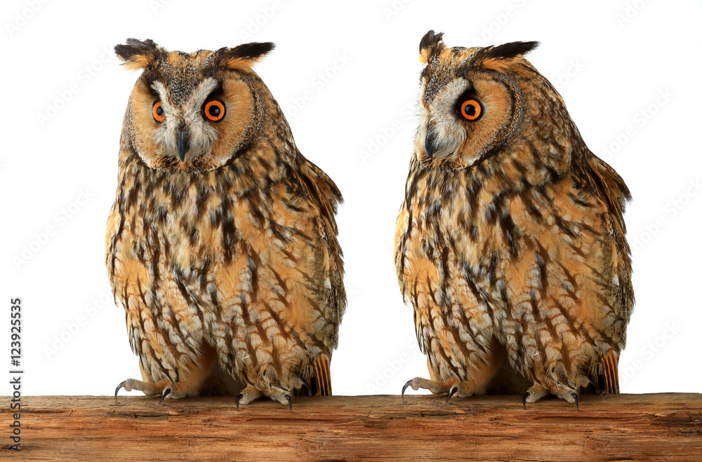 Naklejka premium owl