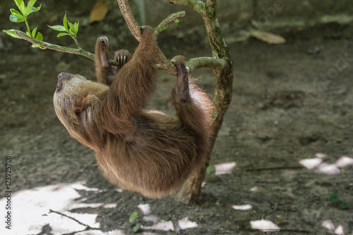 Sloth photo