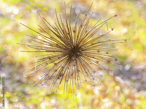 Beautiful dry umbrella plant