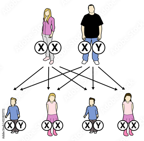 eritance of DNA within a family