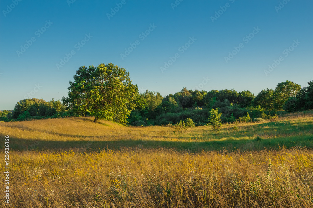 Field bathed in sunshine in which stands a lone oak