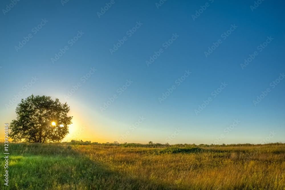 Beautiful landscape with oak and setting sun Beautiful landscape with oak and setting sun