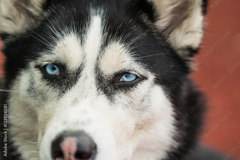 Husky dog muzzle with blue eyes