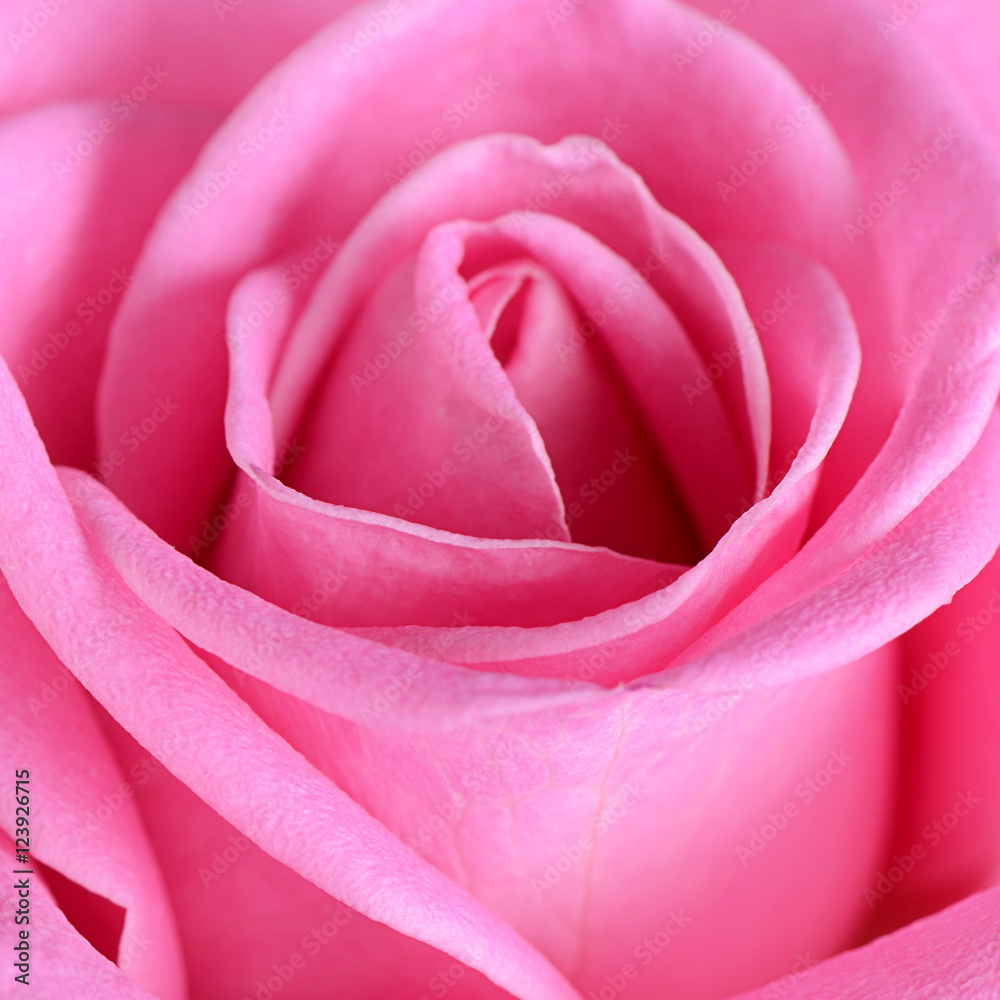 Pink rose as a background Pink rose as a background