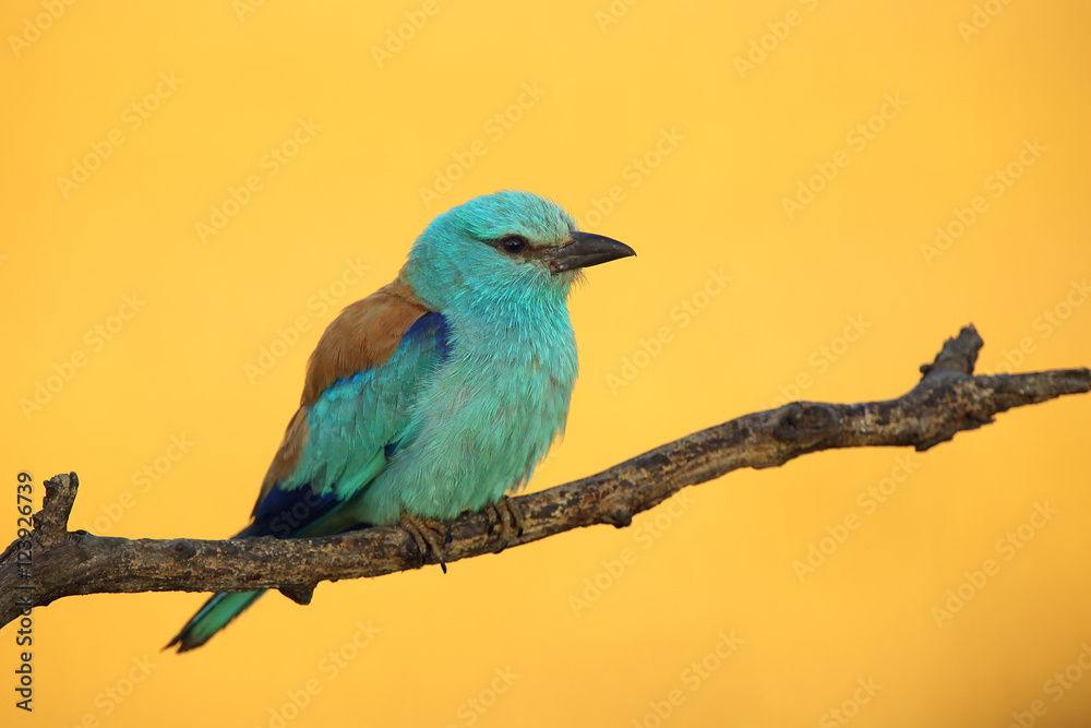 The European roller (Coracias garrulus) in the early morning light, which creates an orange background thanks to the a field of grain The European roller (Coracias garrulus) in the early morning light, which creates an orange background thanks to the a field of grain