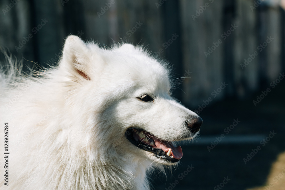 Portrait of Samoyed dog close up outdoors