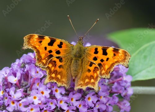 Comma butterfly feeding on a Buddleia flower in a Welsh garden. The Comma is relatively common in England and Wales, it's habitat now extending Northwards into Scotland probably due to global warming.