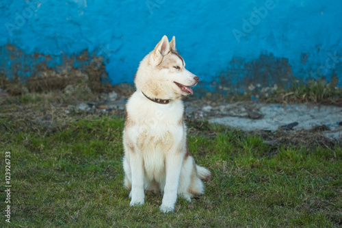 Beautiful Husky puppy dog sitting on green grass near the blue w