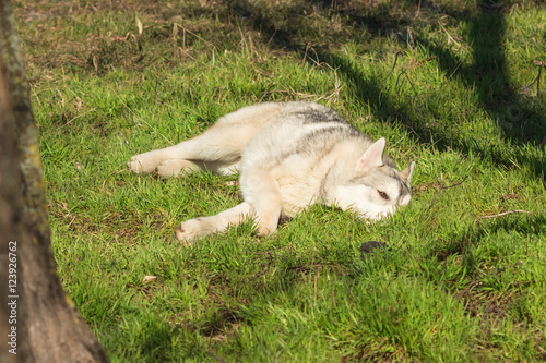 Beautiful Husky lying in the grass in the sun