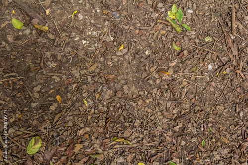 Top view of ground with dried leaf, Close up natural background