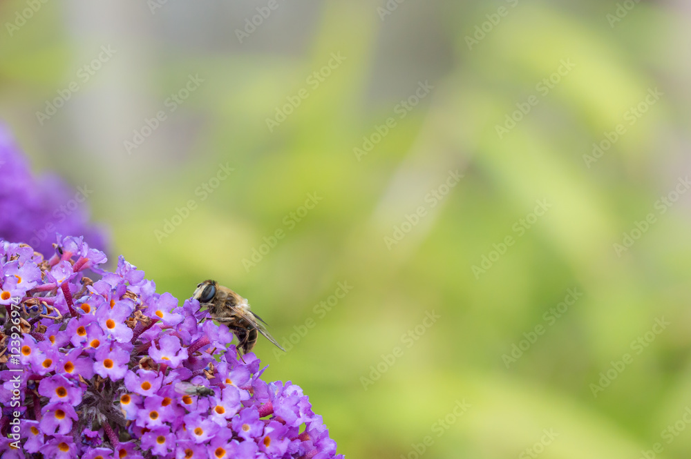 British Hoverfly feeding on a Buddleia flower. Also known as Flower Flies in America. There are over 270 species in the UK. Copy space. British Hoverfly feeding on a Buddleia flower. Also known as Flower Flies in America. There are over 270 species in the UK. Copy space.