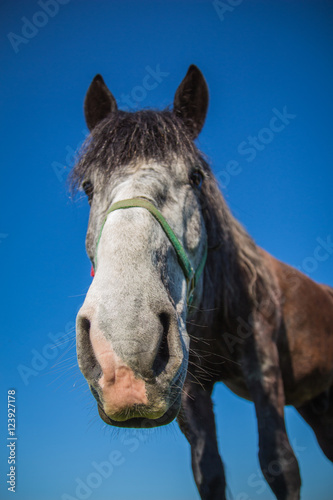 The nose is a horse with a gray muzzle brown suit close-up