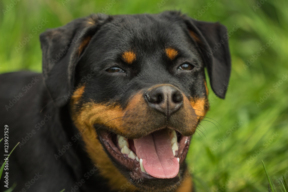 Rottweiler puppy dog portrait with open mouth Rottweiler puppy dog portrait with open mouth