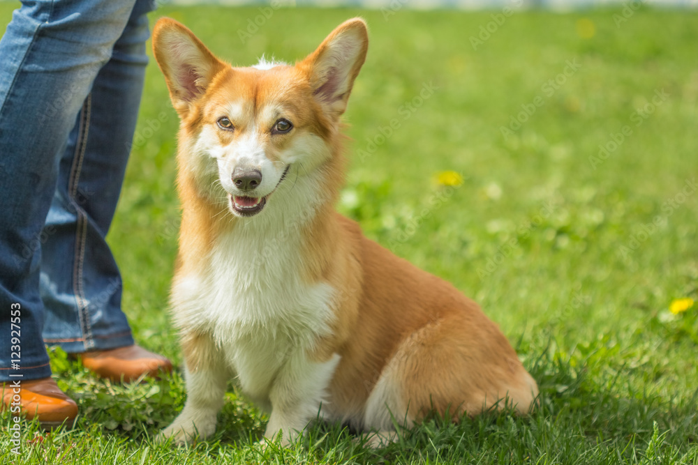 Welsh Corgi sitting in a small type of master's feet