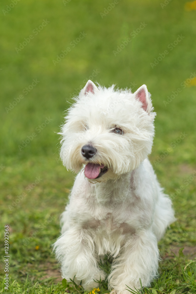 Happy West Highland White Terrier dog on a background of green g