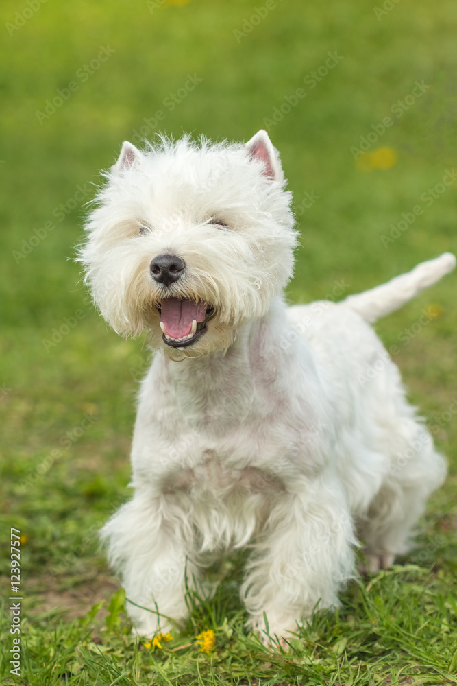 West Highland White Terrier a walk on the green grass West Highland White Terrier a walk on the green grass